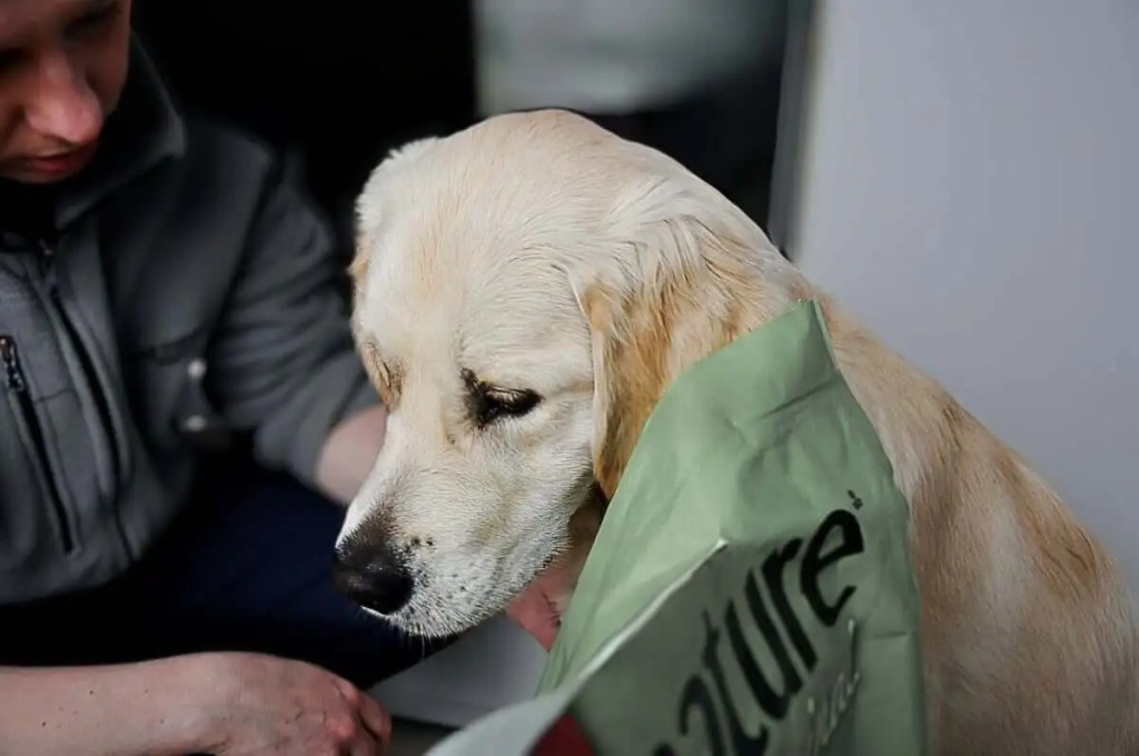 Golden Retriever posiłek