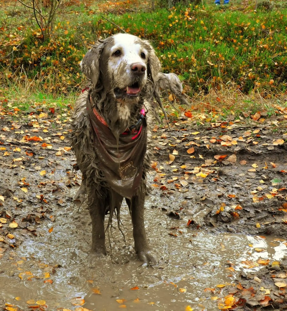 Golden Retriever błoto