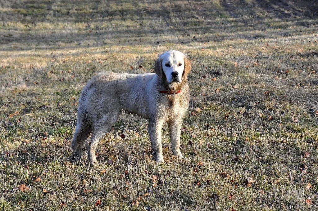 Golden Retriever brudny