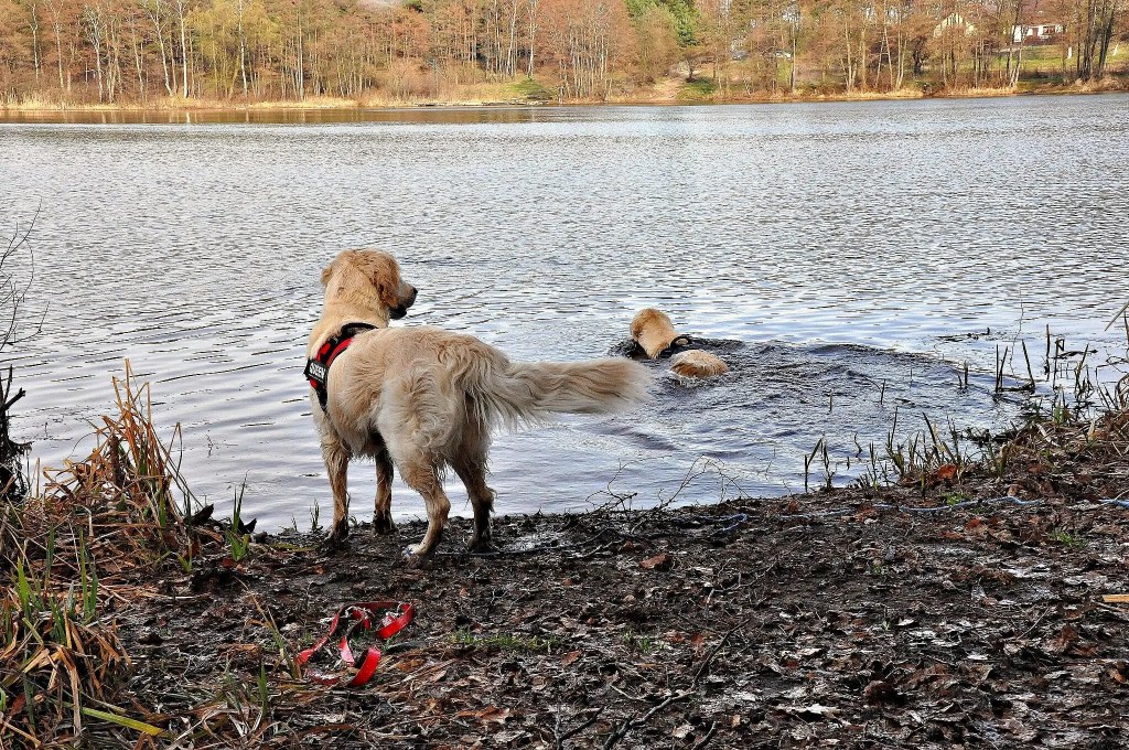 Golden Retriever jezioro