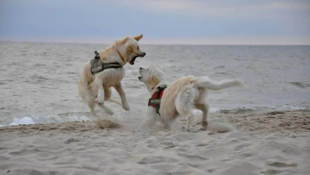 Golden Retriever nad morzem