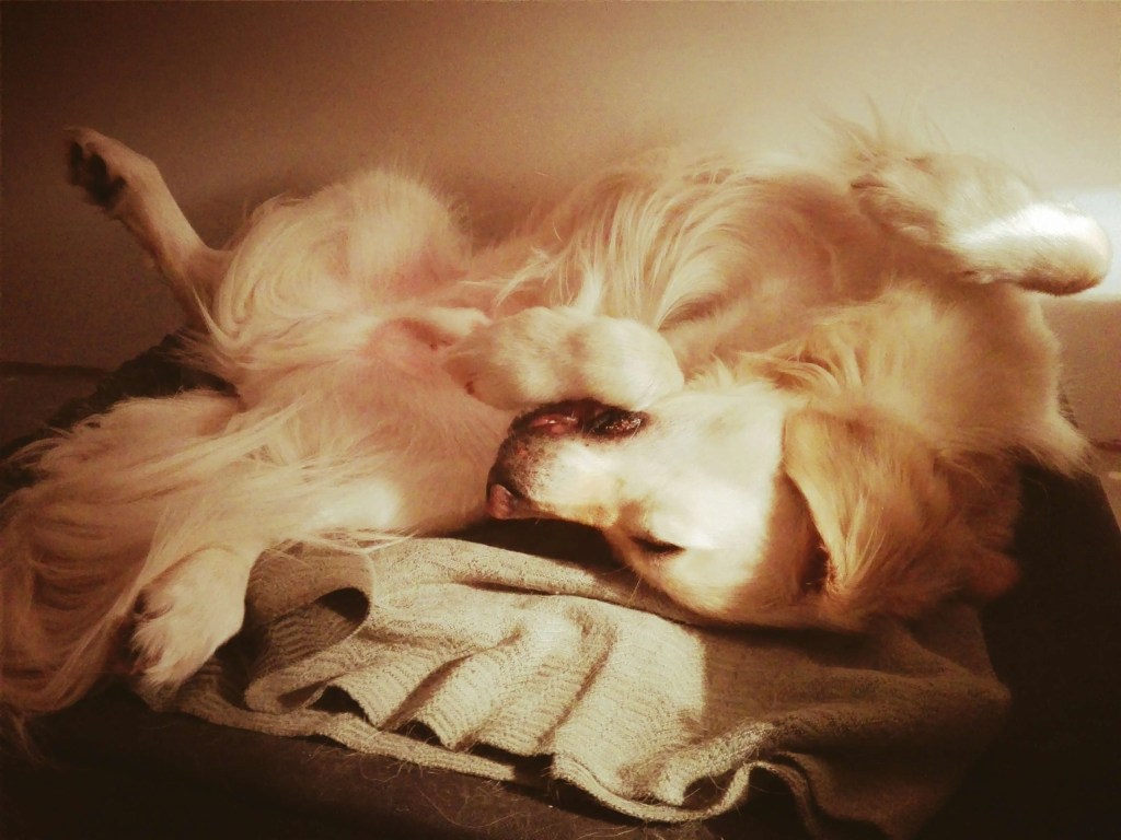 Golden Retriever sen