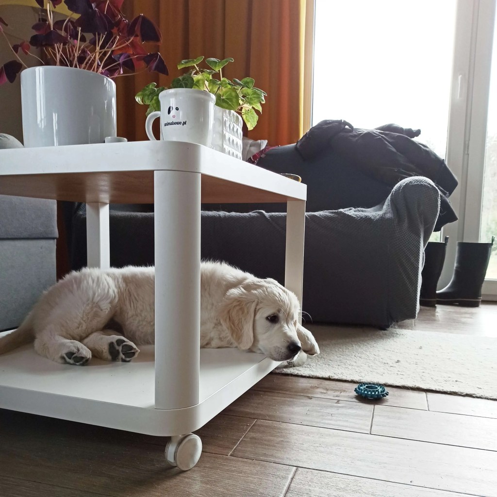 Golden Retriever szczeniak