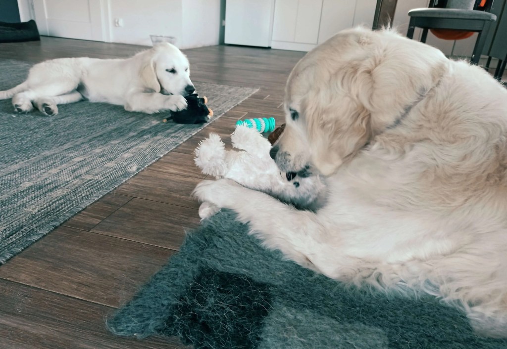 Golden Retriever pluszak zabawka