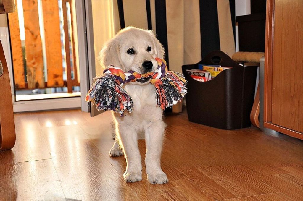 Szczeniak Golden Retriever