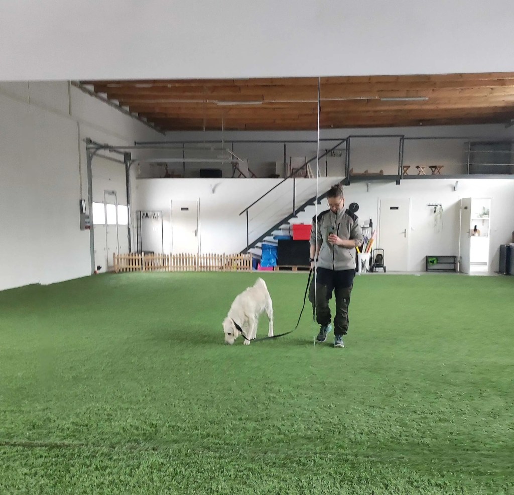 Golden Retriever trening