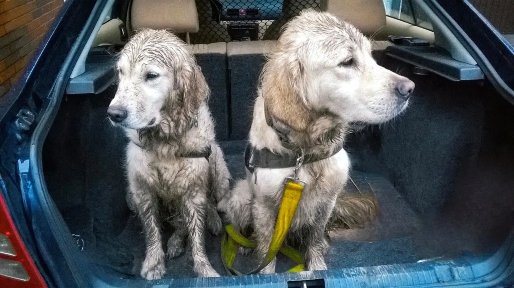 Golden Retriever bloto