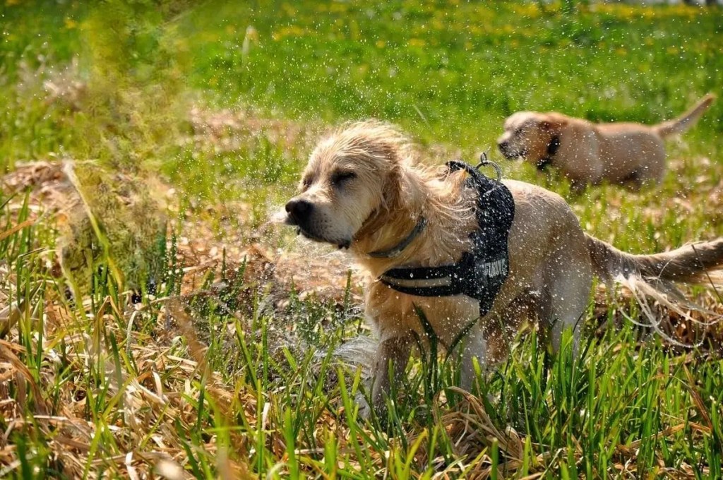 Golden Retriever woda