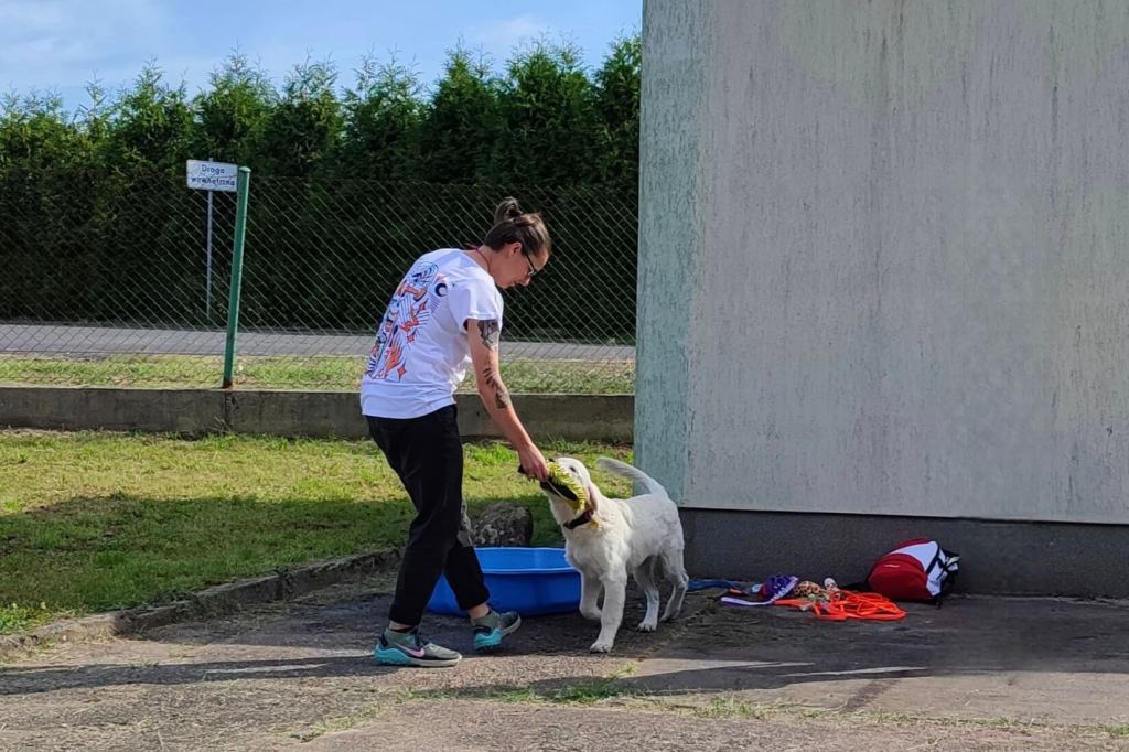 Trening Golden Retriever