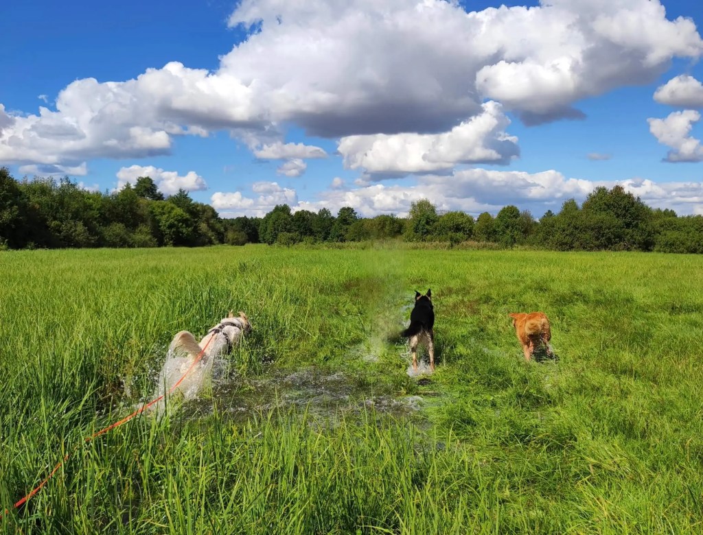Spacer socjalizacyjny Golden Retriever