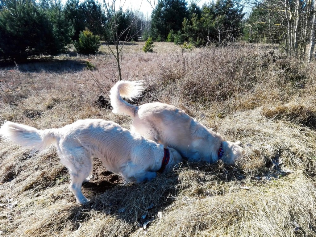Golden Retriever nosework