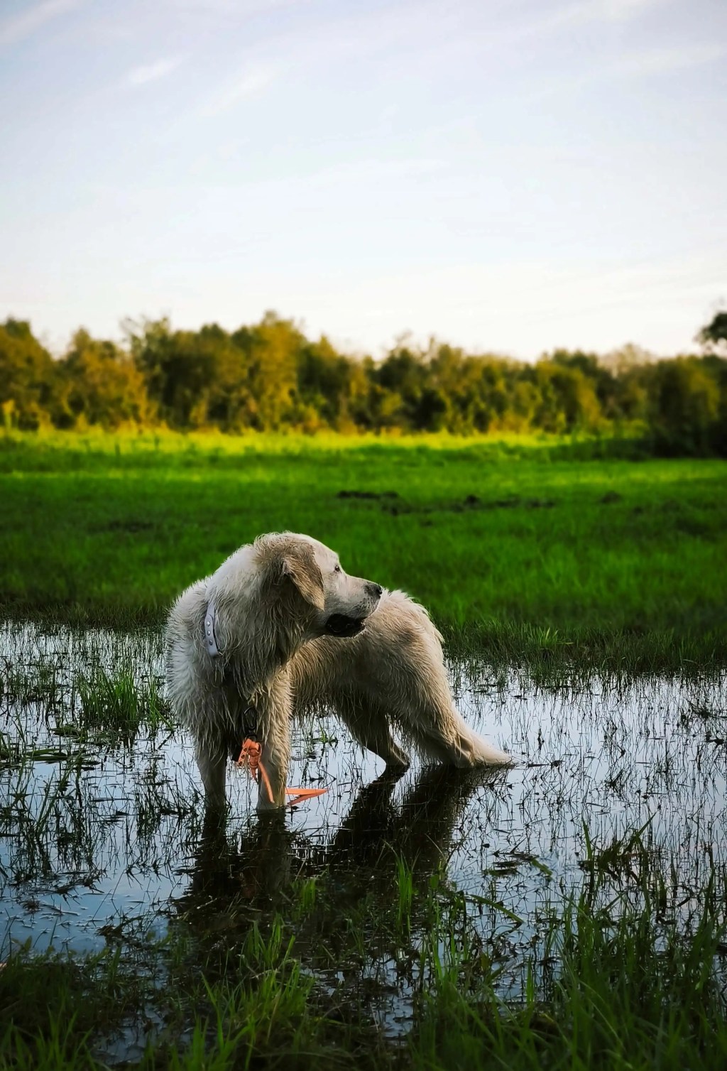 Golden Retriever w wodzie