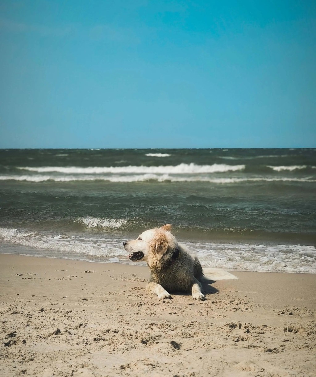 Golden Retriever praktyczna checklista