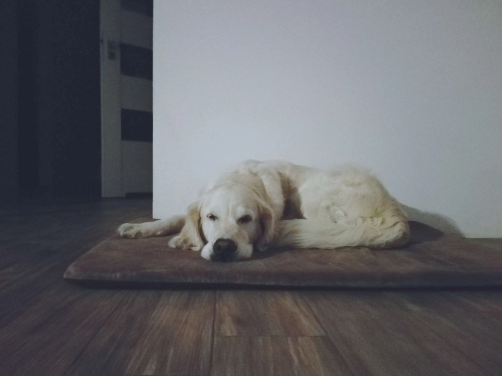 Golden Retriever odpoczynek