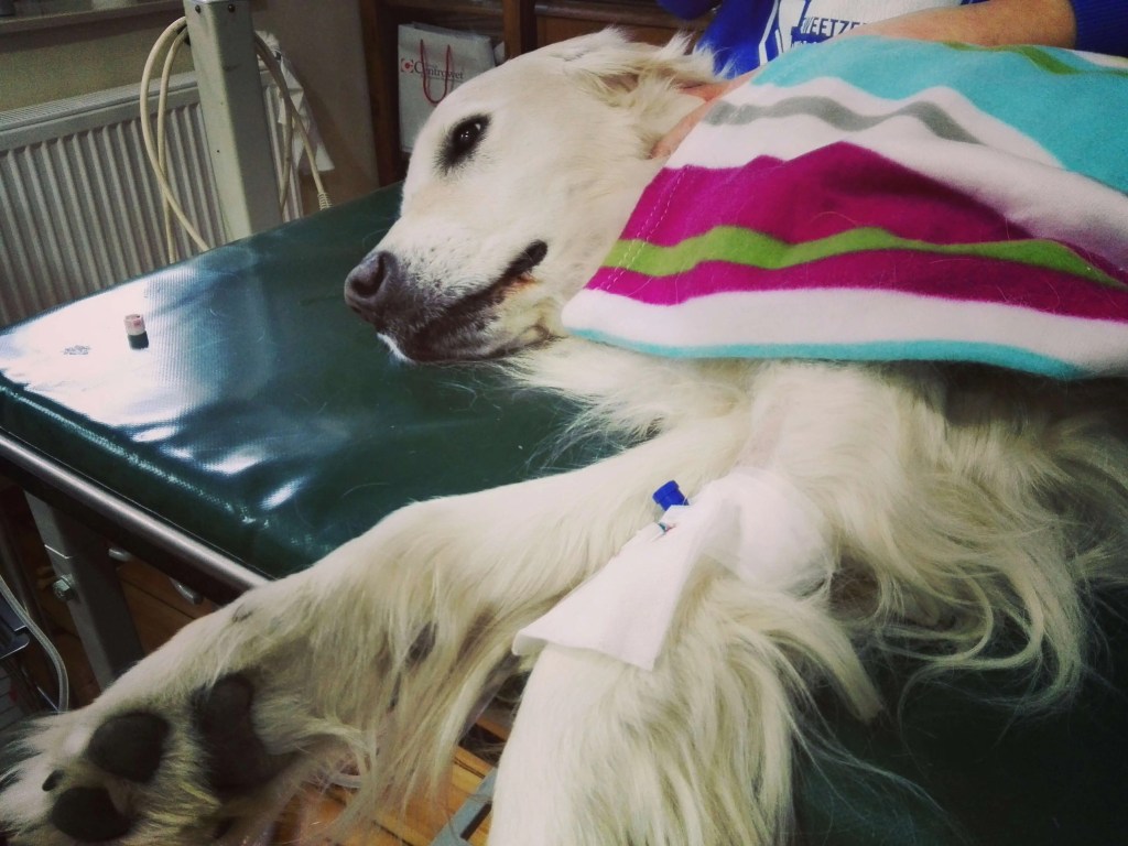 Golden Retriever guz śledziony weterynarz