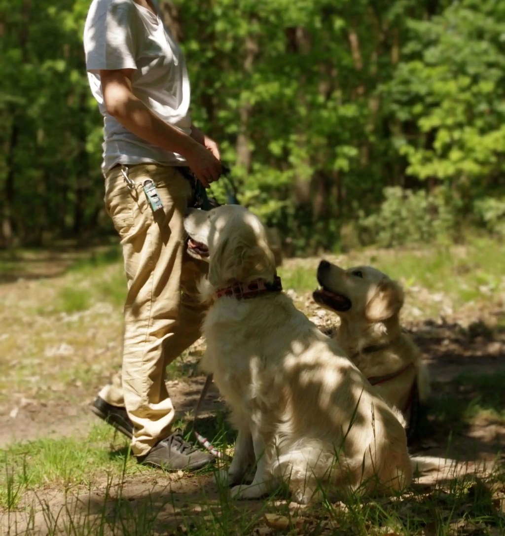Golden Retriever Forest Walk