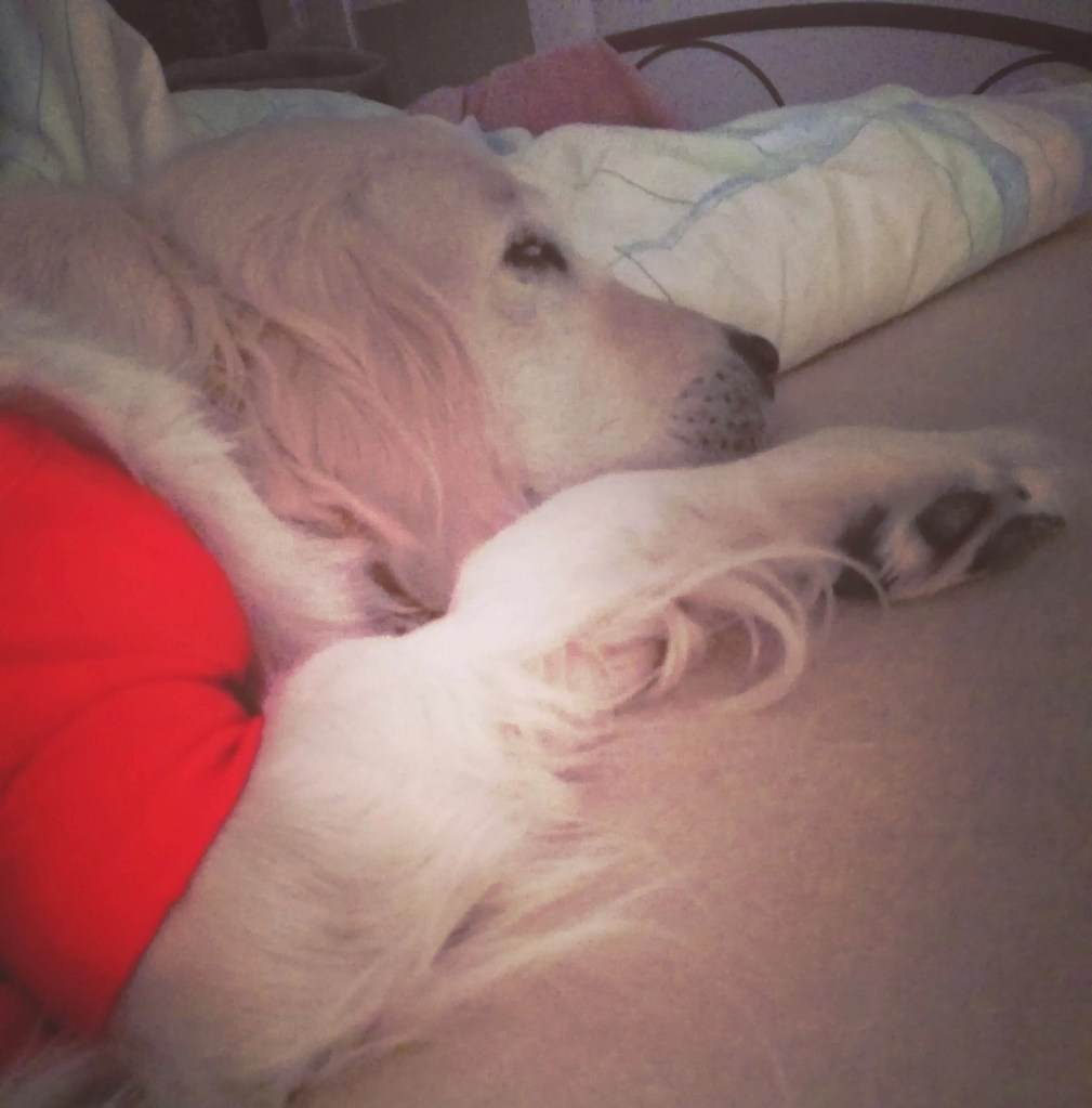 Golden retriever rekonwalescencja po splenektomii