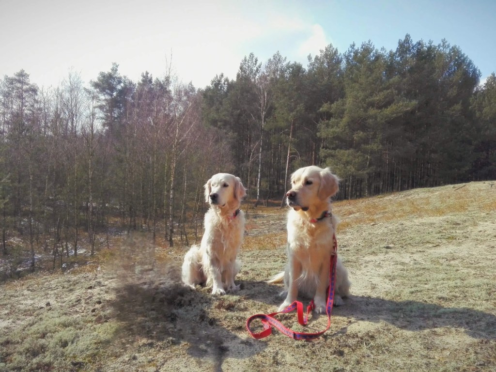 Golden Retriever forest