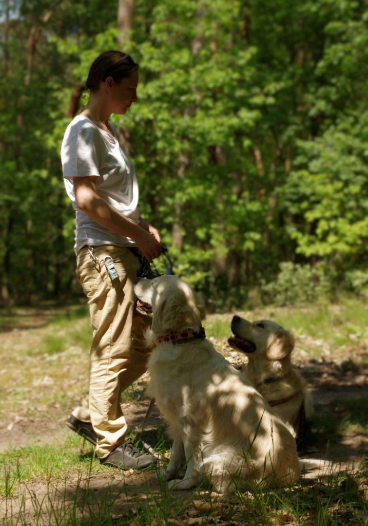 Golden Retriever Walk Forest