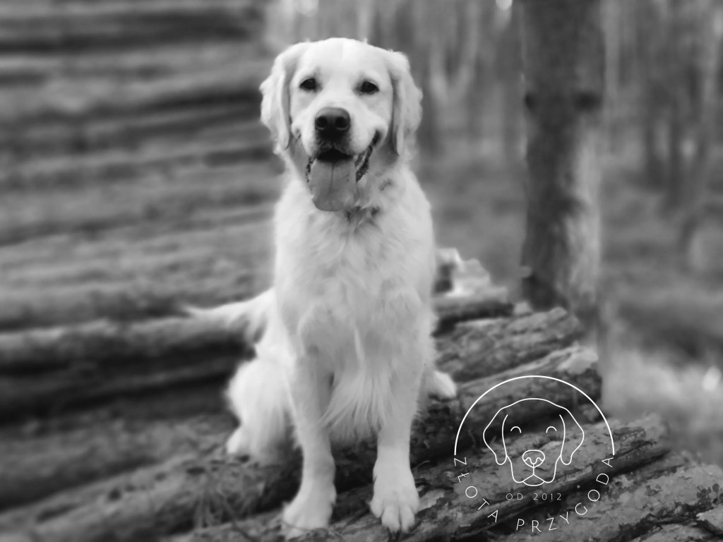 Golden retriever w lesie zdjęcie czarno białe
