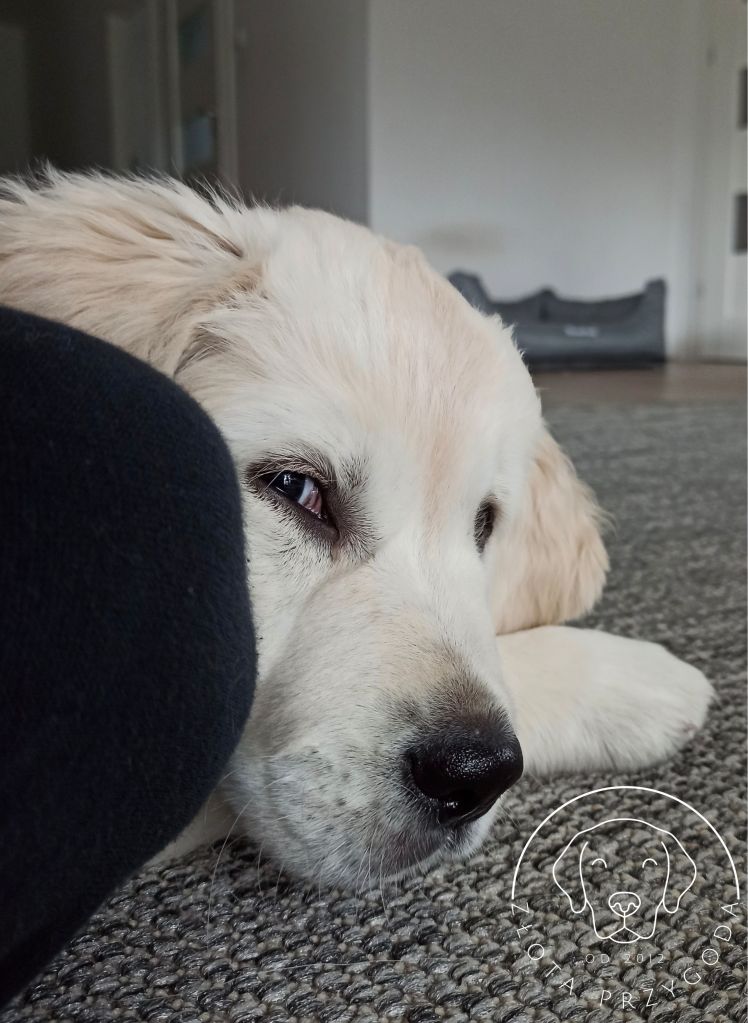 Szczeniak Golden Retriever