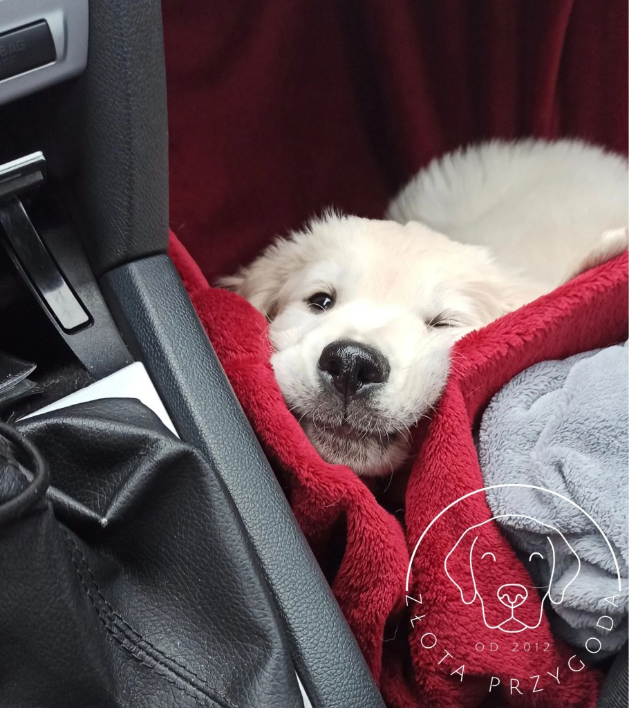 Szczeniak Golden Retriever
