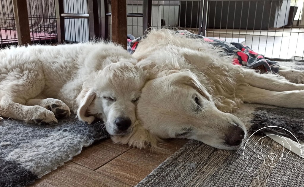 Golden Retrievery - szczeniak i dorosły pies