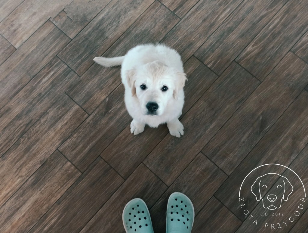 Szczeniak Golden Retriever