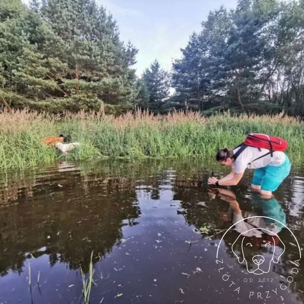 Jezioro, Retrievery, zdjęcie człowieka w jeziorze robiącego zdjęcie Golden Rertiever