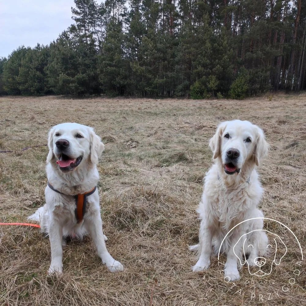Golden Retriever na spacerze