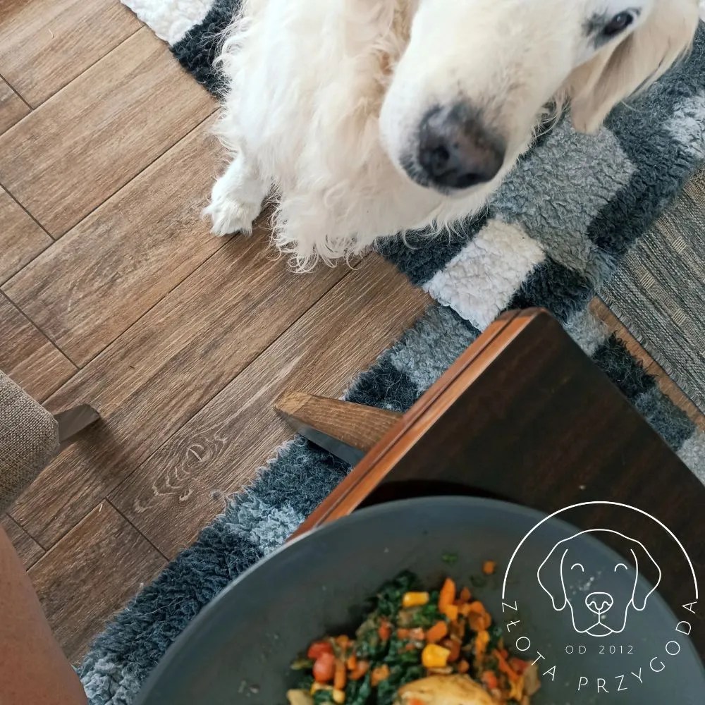 Golden Retriever i jedzenie