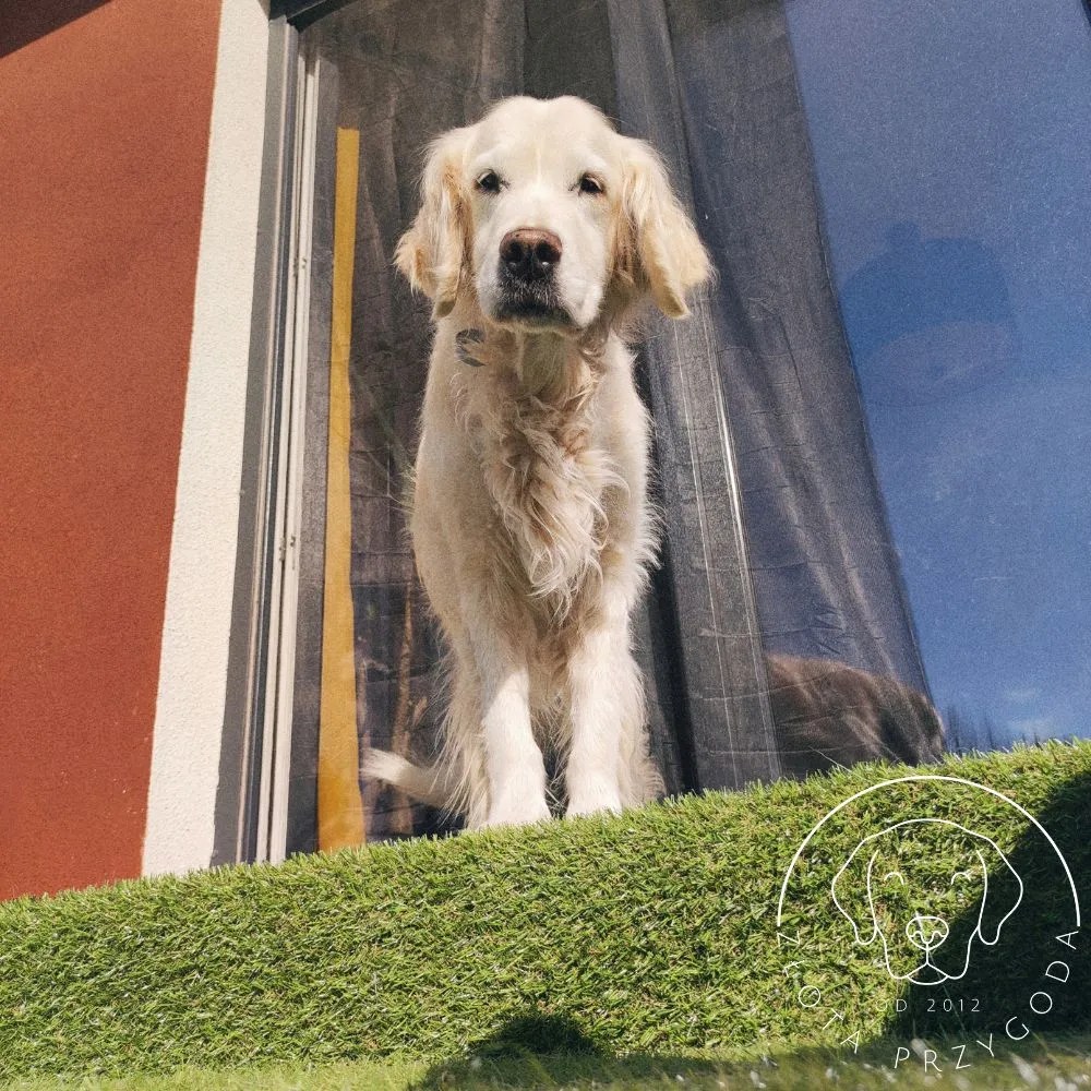 Golden Retriever oceniający