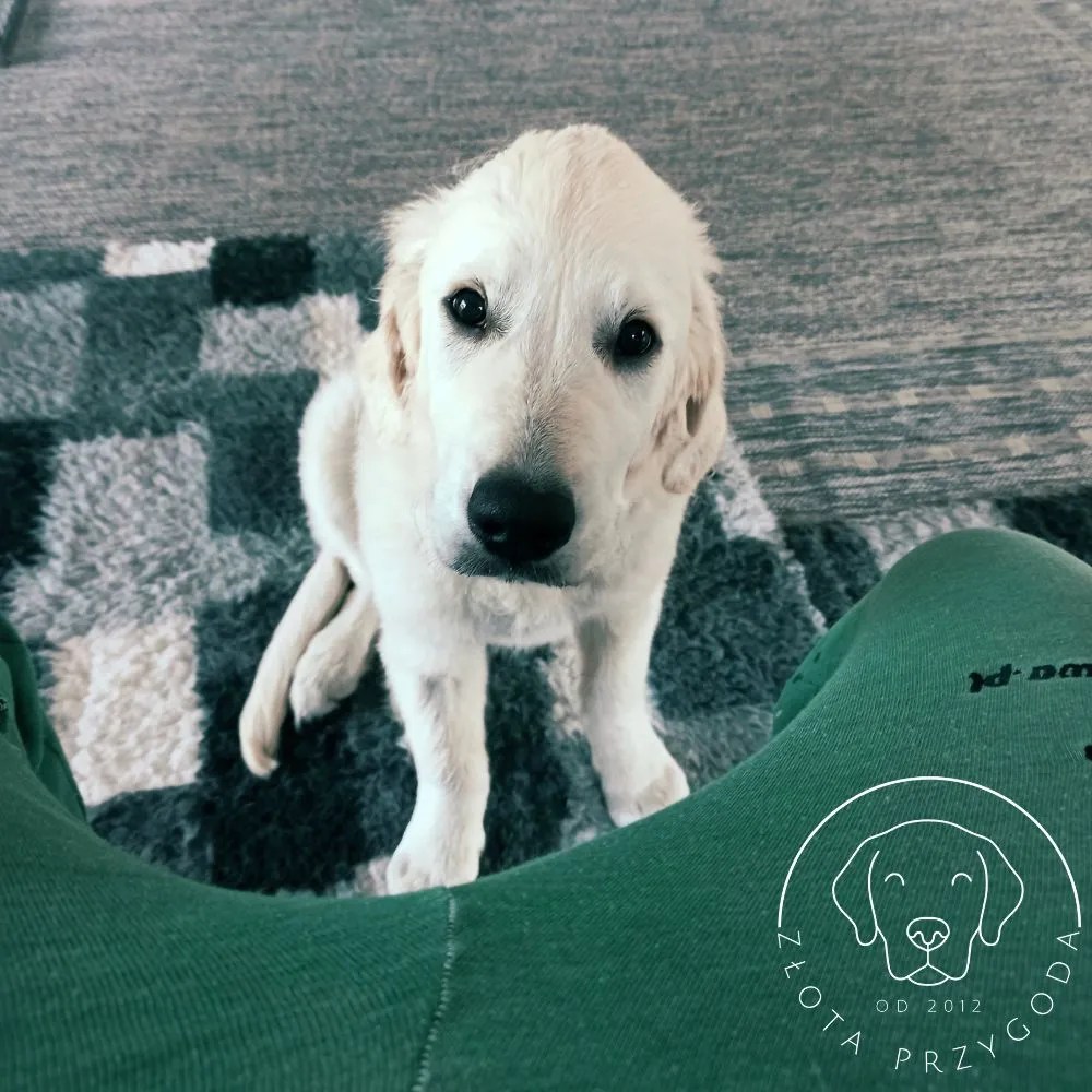 Golden Retriever wymuszający