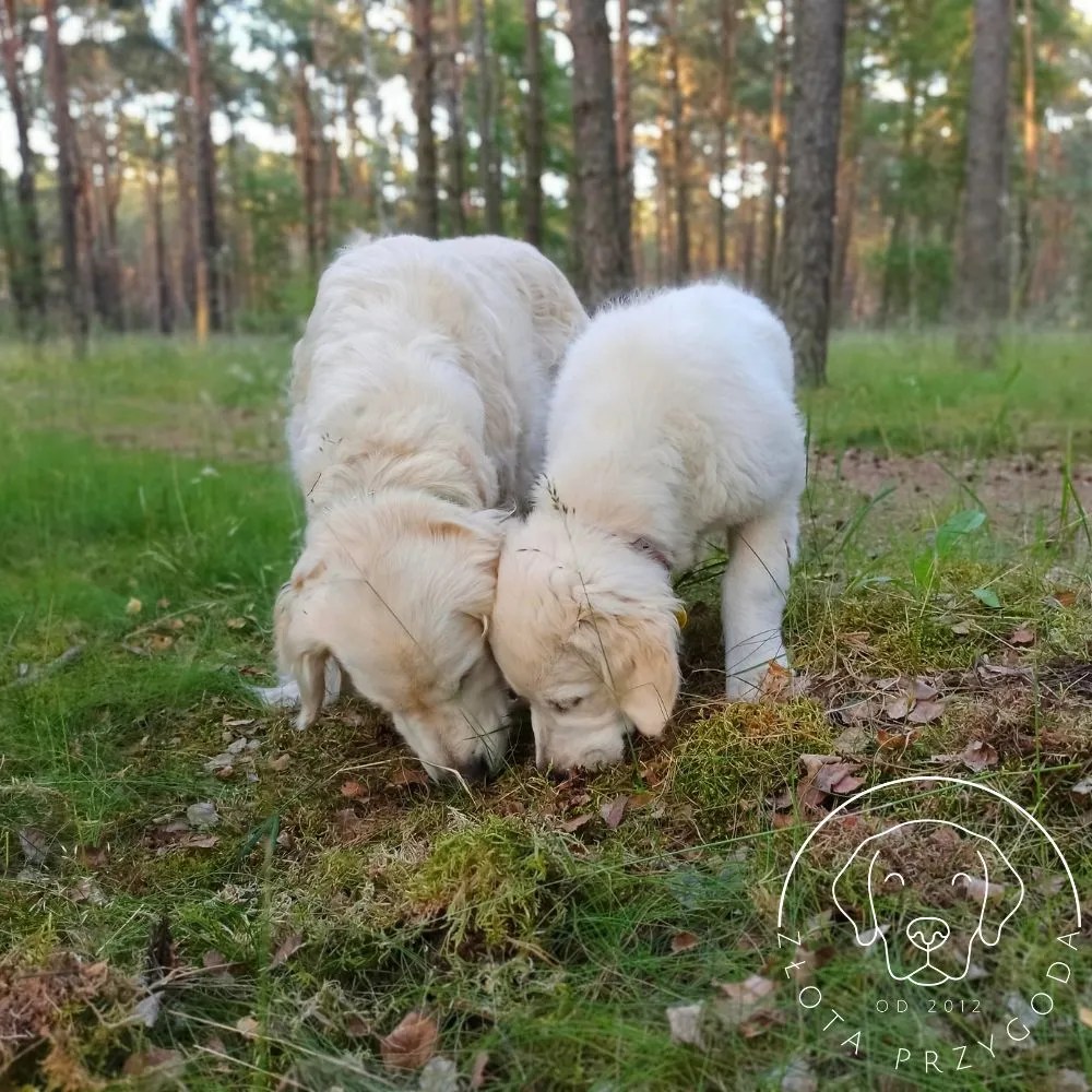 Golden retriever węszenie spacer
