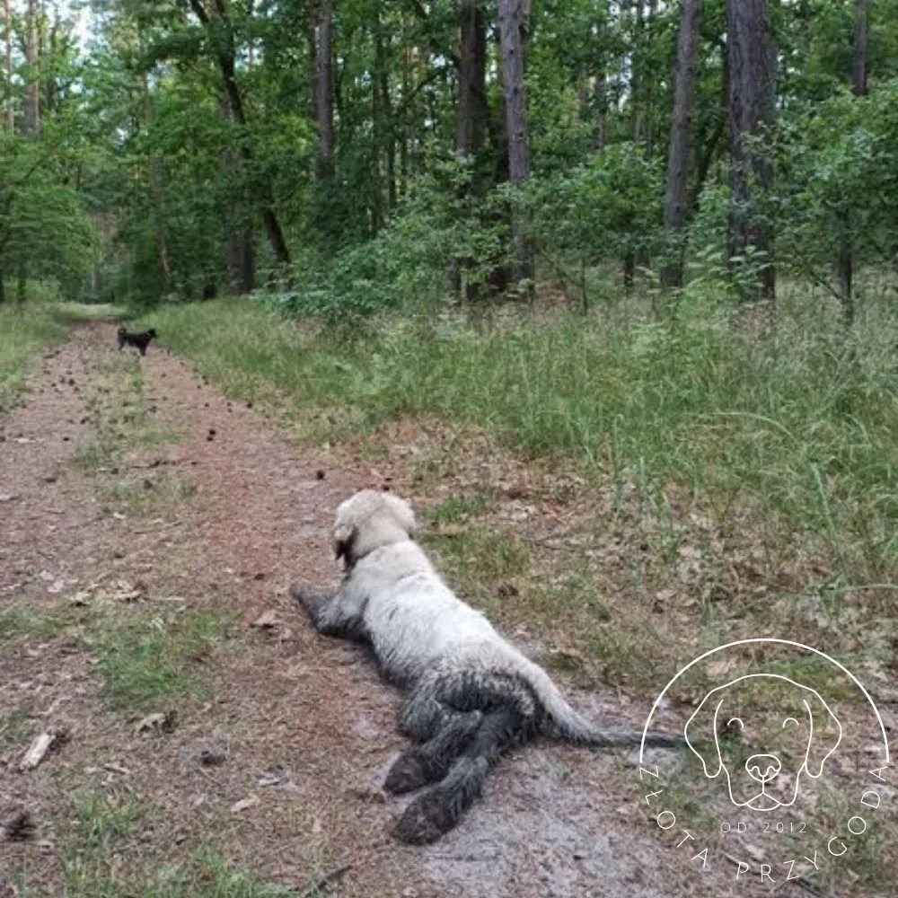 Golden retriever spacer błoto