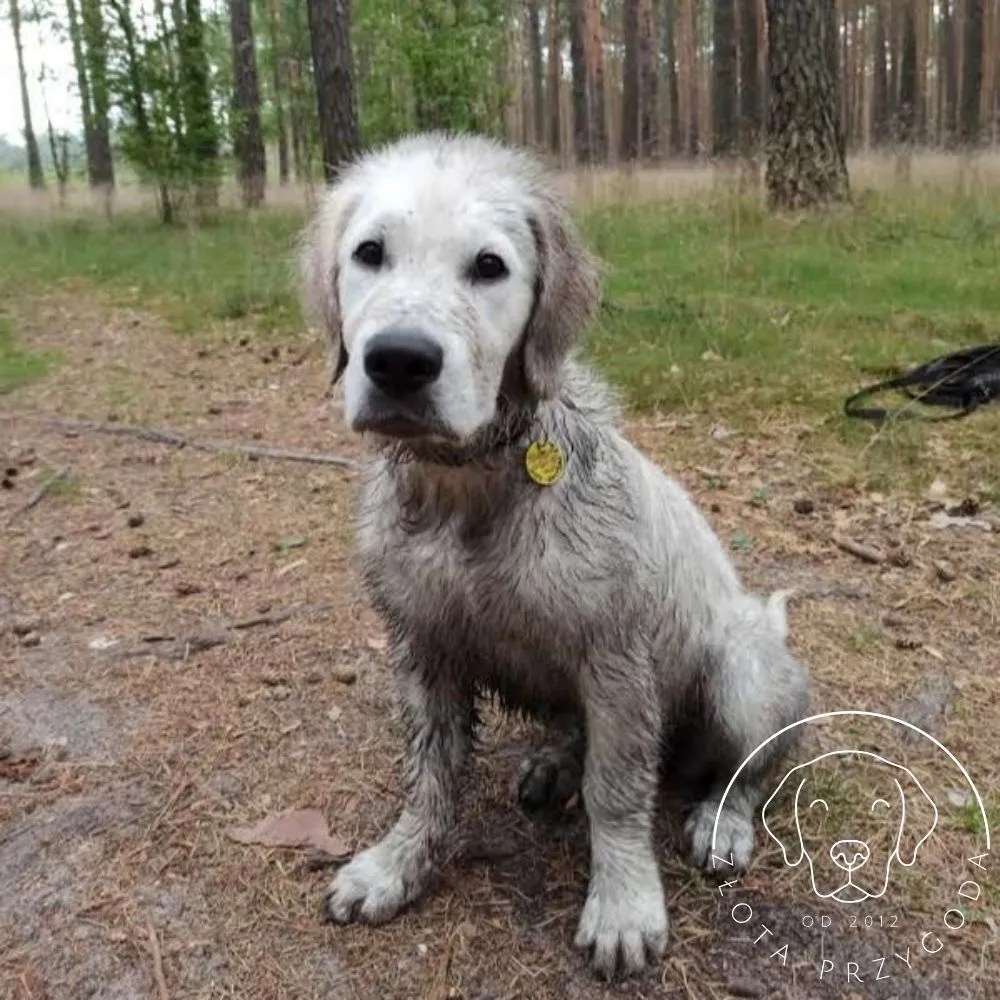 Golden retriever spacer błoto