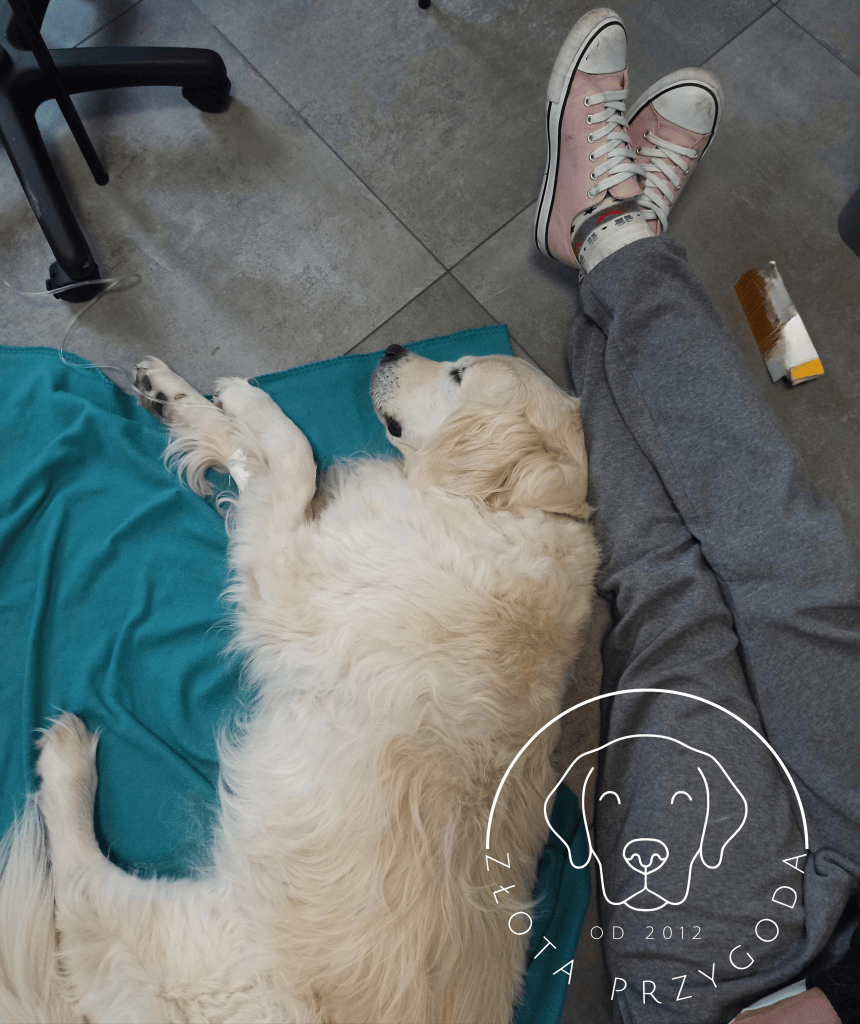 Golden retriever zespół przedsionkowy