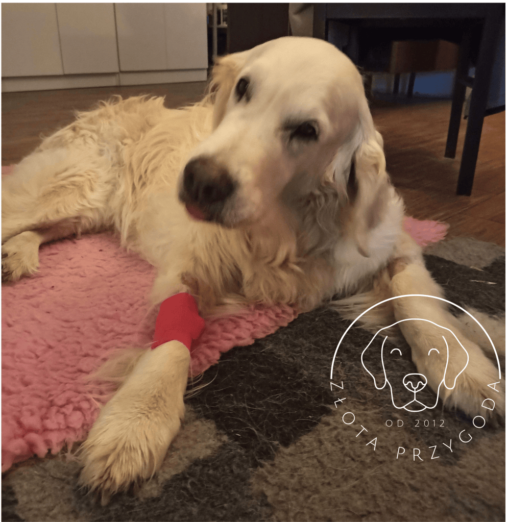 Golden retriever zespół przedsionkowy